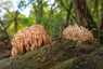 Csészés álkorallgomba (Artomyces pyxidatus), Börzsöny